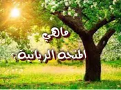 ماهي المنحة الربانية؟